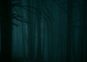 Dark, misty forest with tall trees.