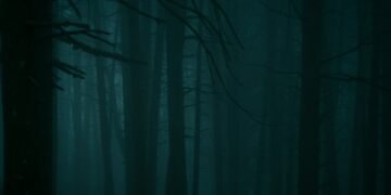 Dark, misty forest with tall trees.