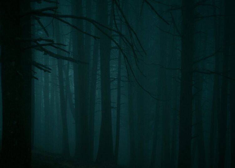 Dark, misty forest with tall trees.